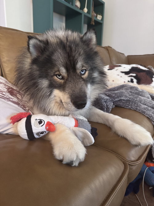 Cosmo, an adoptable Siberian Husky in Carrollton, TX