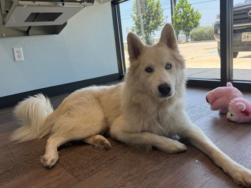 Hachi *Foster Needed*, an adoptable Siberian Husky in Carrollton, TX