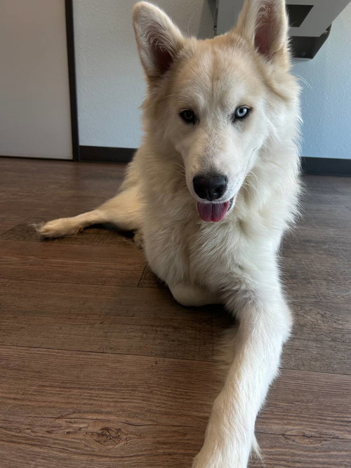 Hachi *Foster Needed* photo 2