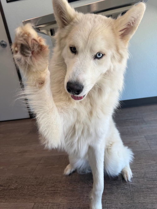 Hachi *Foster Needed* photo 3