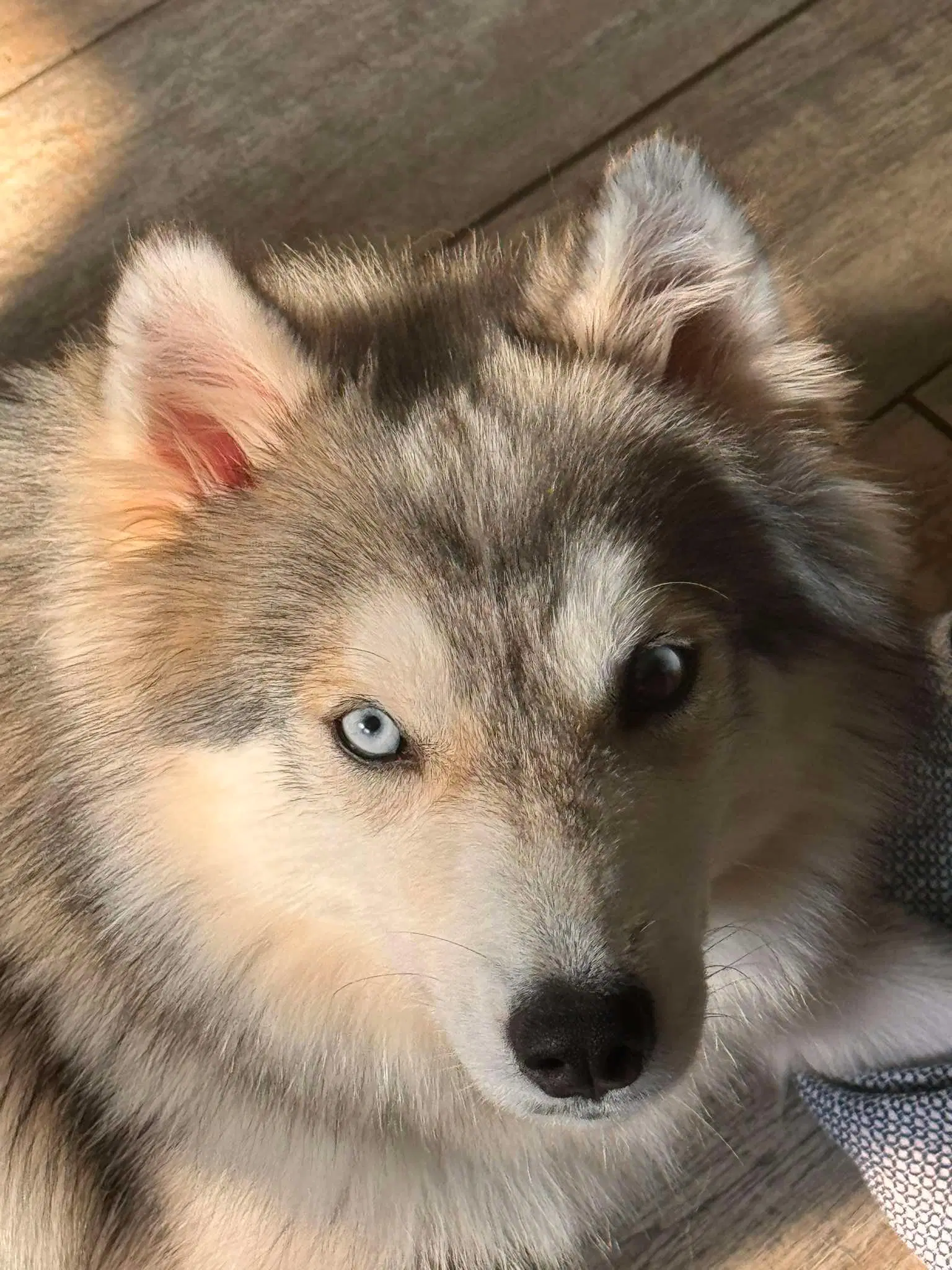Aurora - Siberian Husky