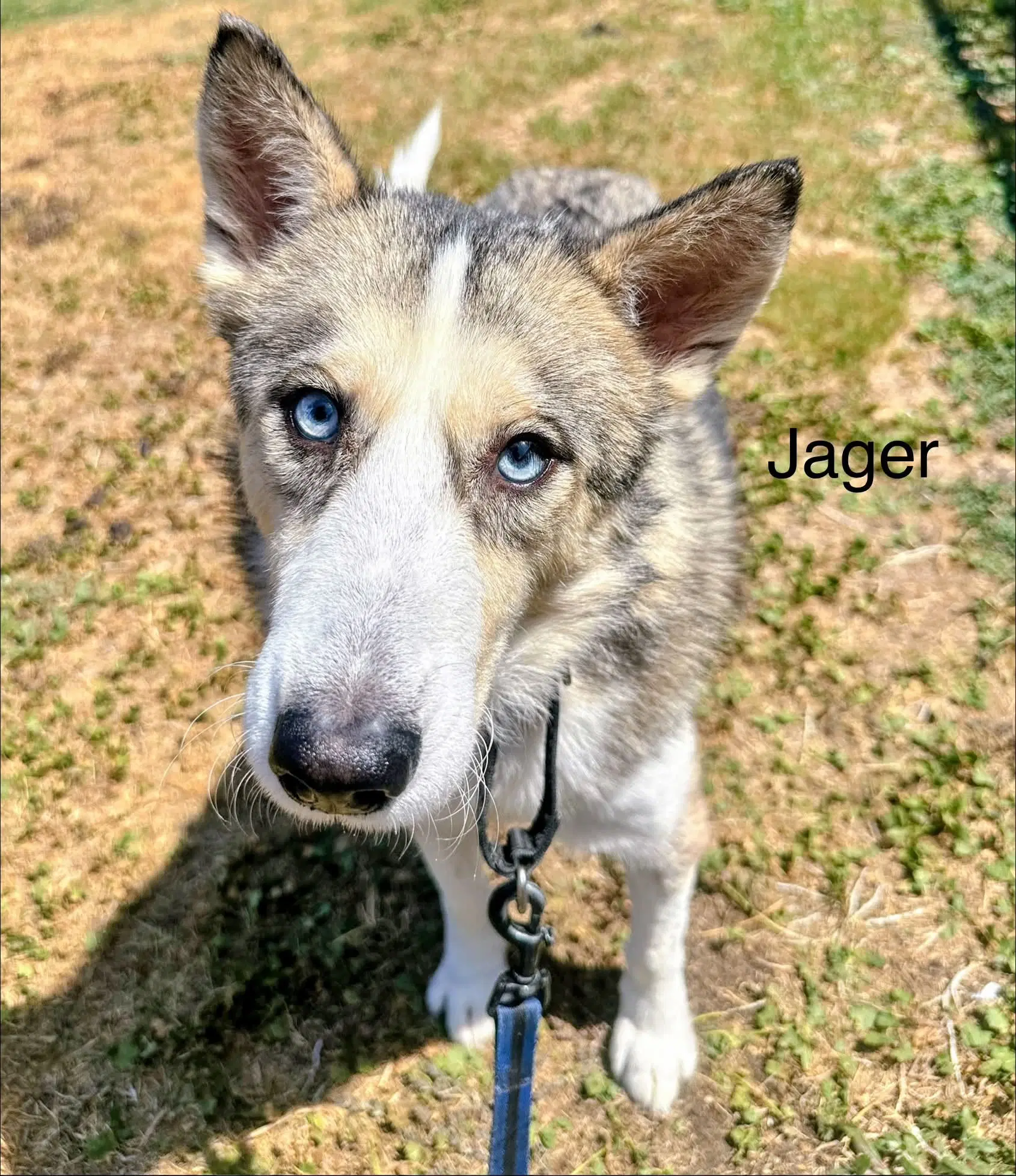 Jager Foster Needed - Siberian Husky