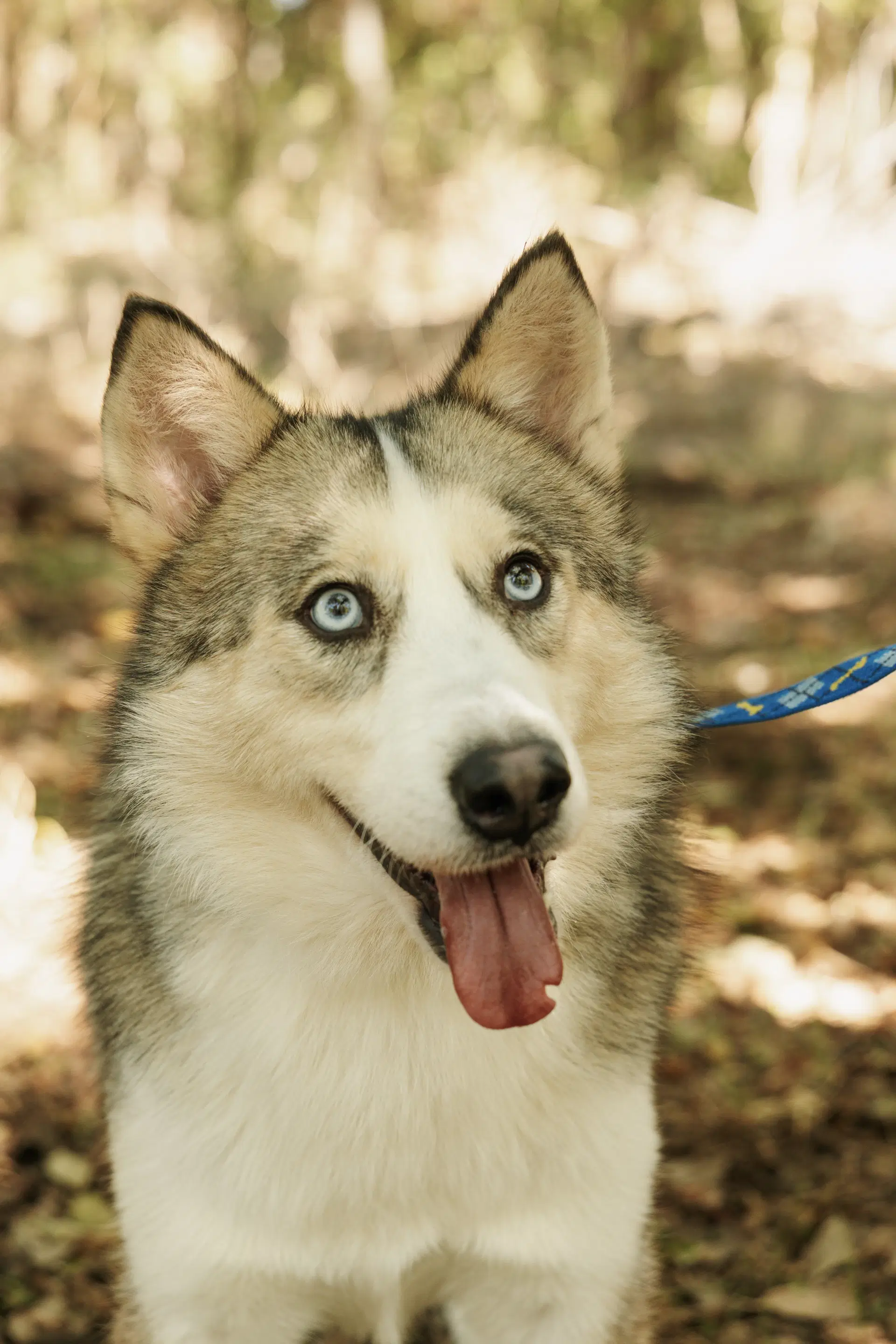 Jager Foster Needed - Siberian Husky
