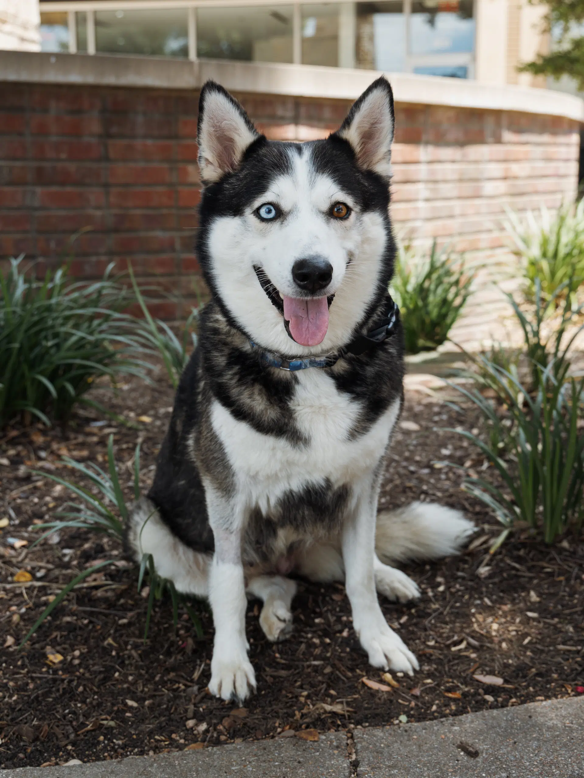 Lilith - Siberian Husky