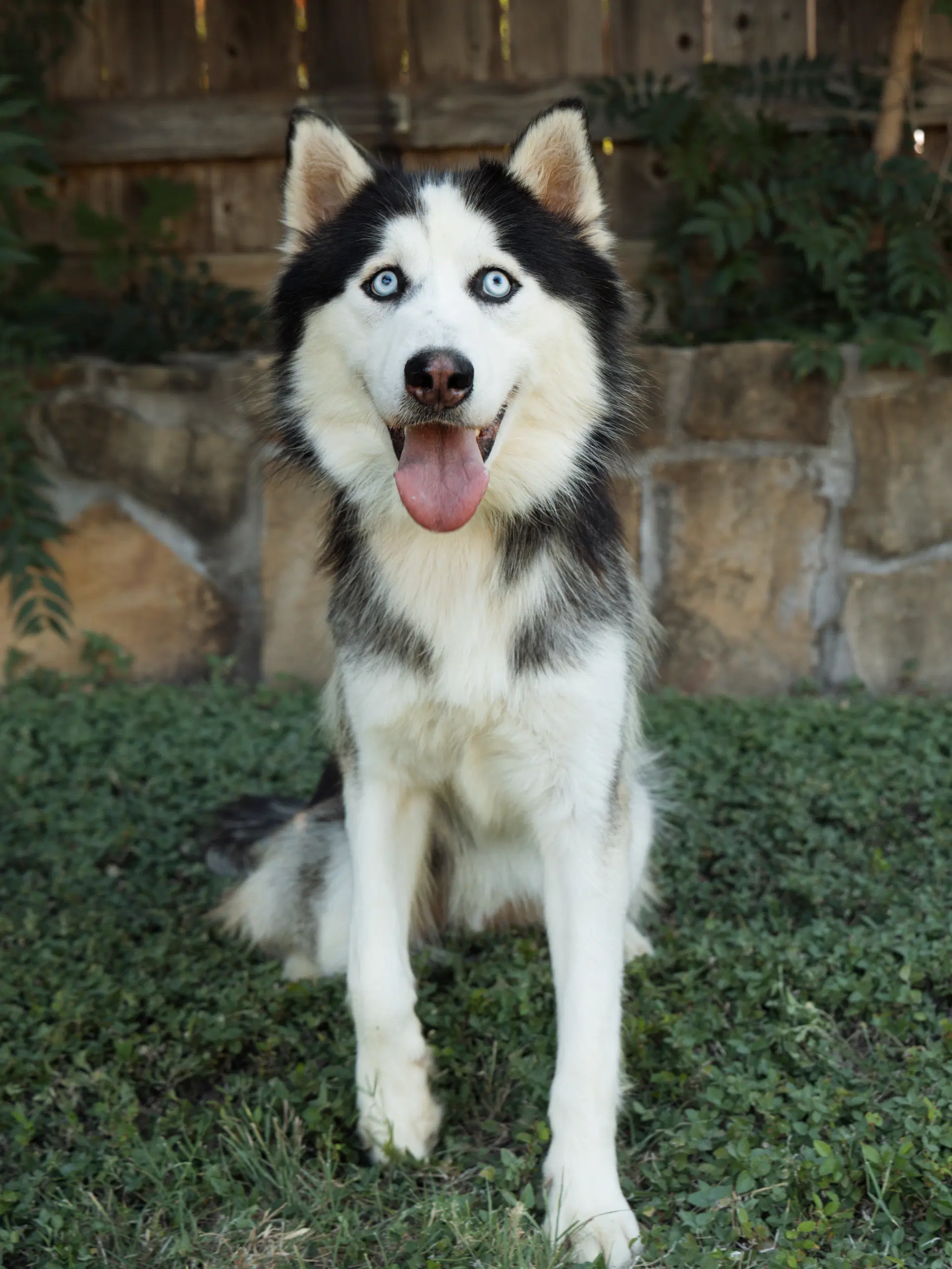 Maksim Foster Needed - Siberian Husky