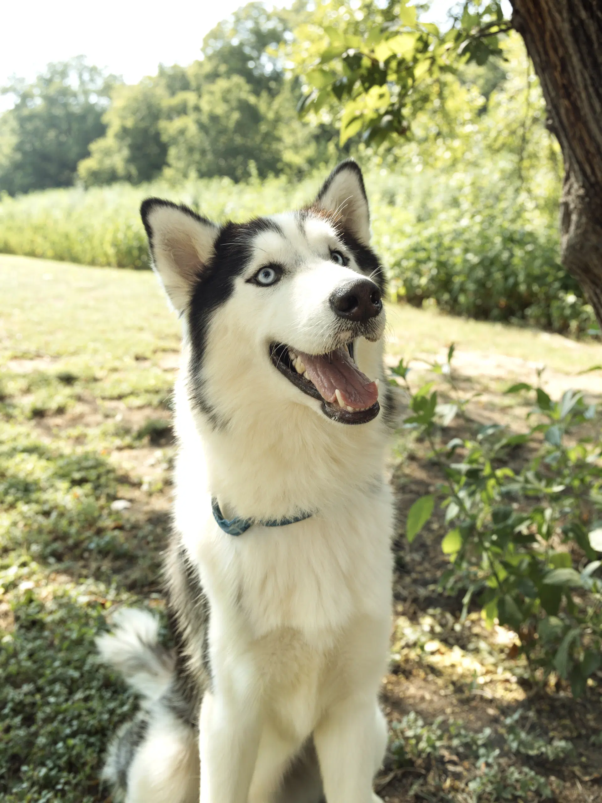 Nikandr Foster Needed - Siberian Husky