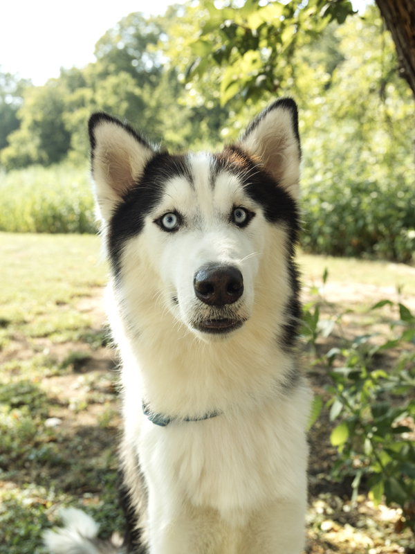 Nikandr *Foster Needed*