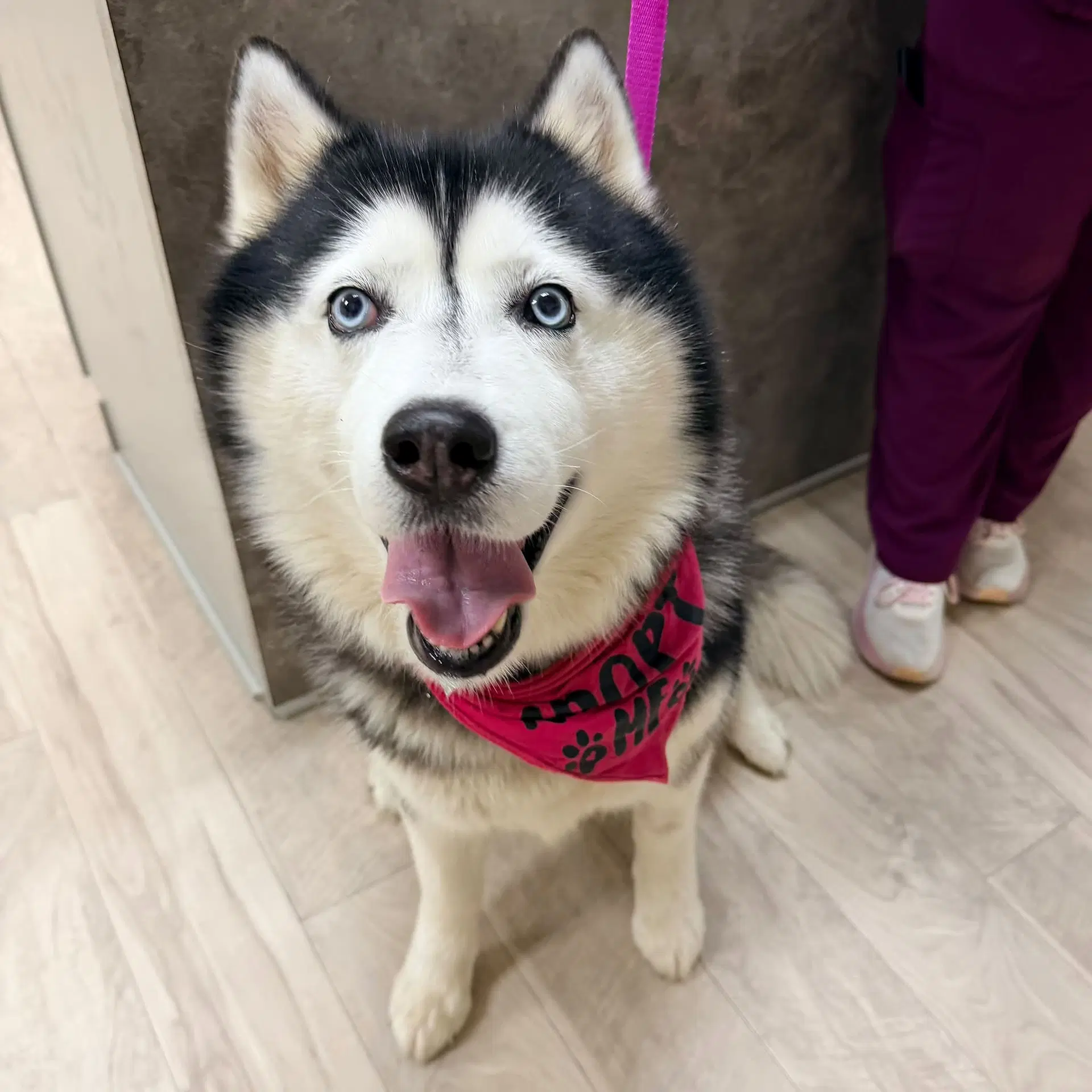 Rocket Foster Needed - Siberian Husky