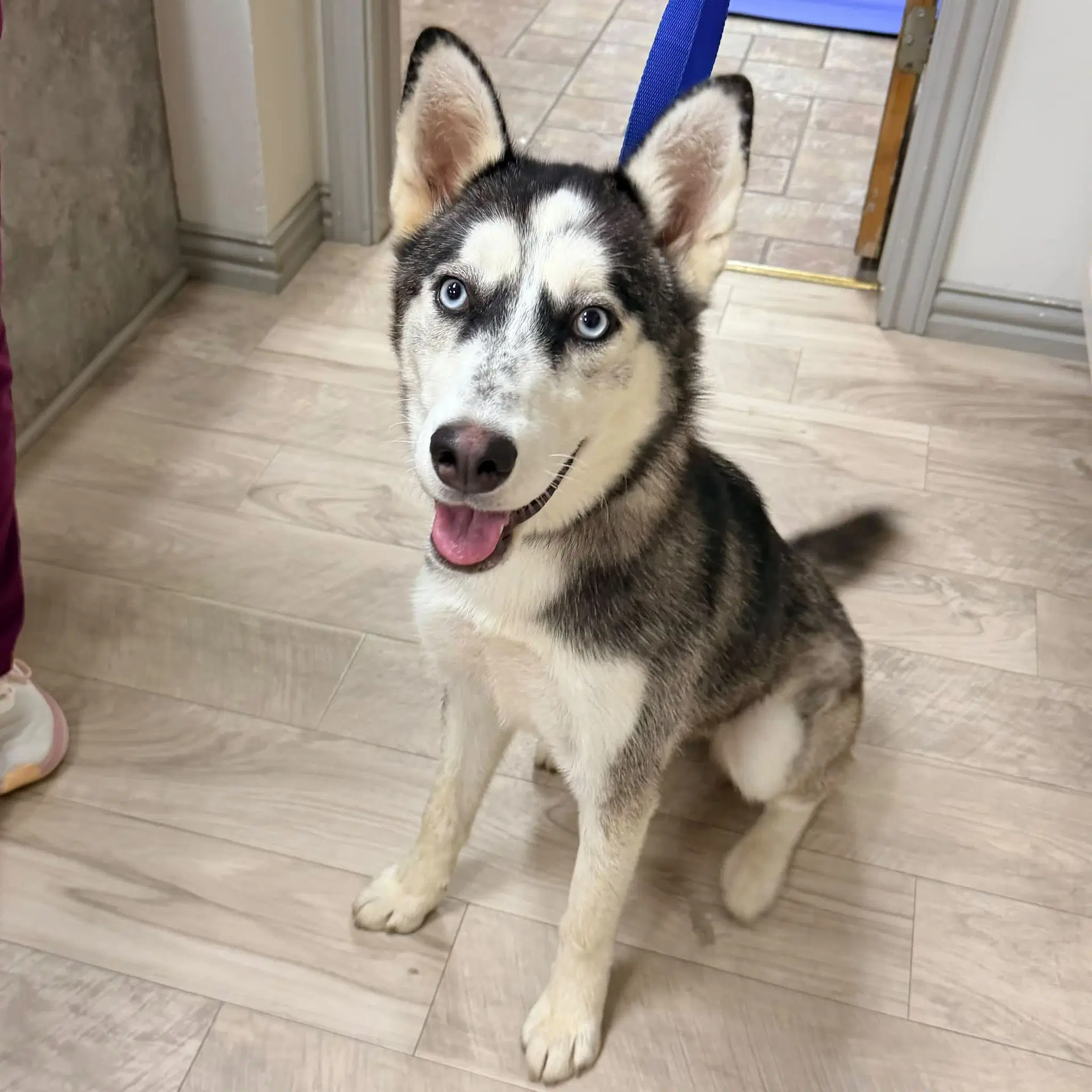 Sashimi Foster Needed - Siberian Husky