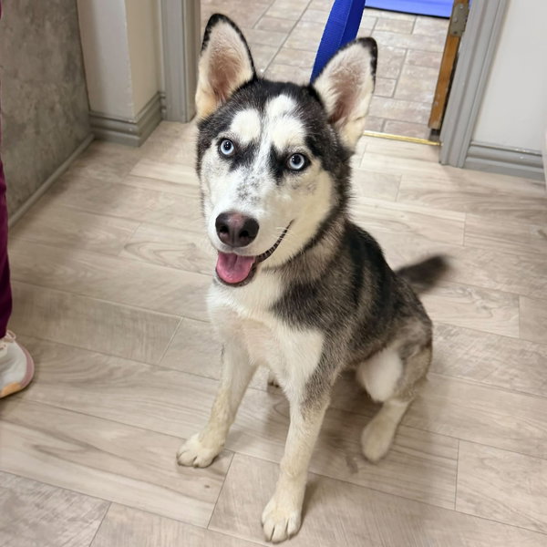 Sashimi *Foster Needed*