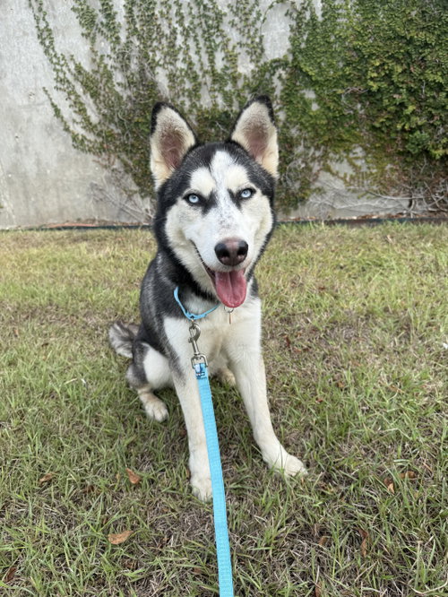 Sashimi *Foster Needed*, Siberian Husky (medium coat)