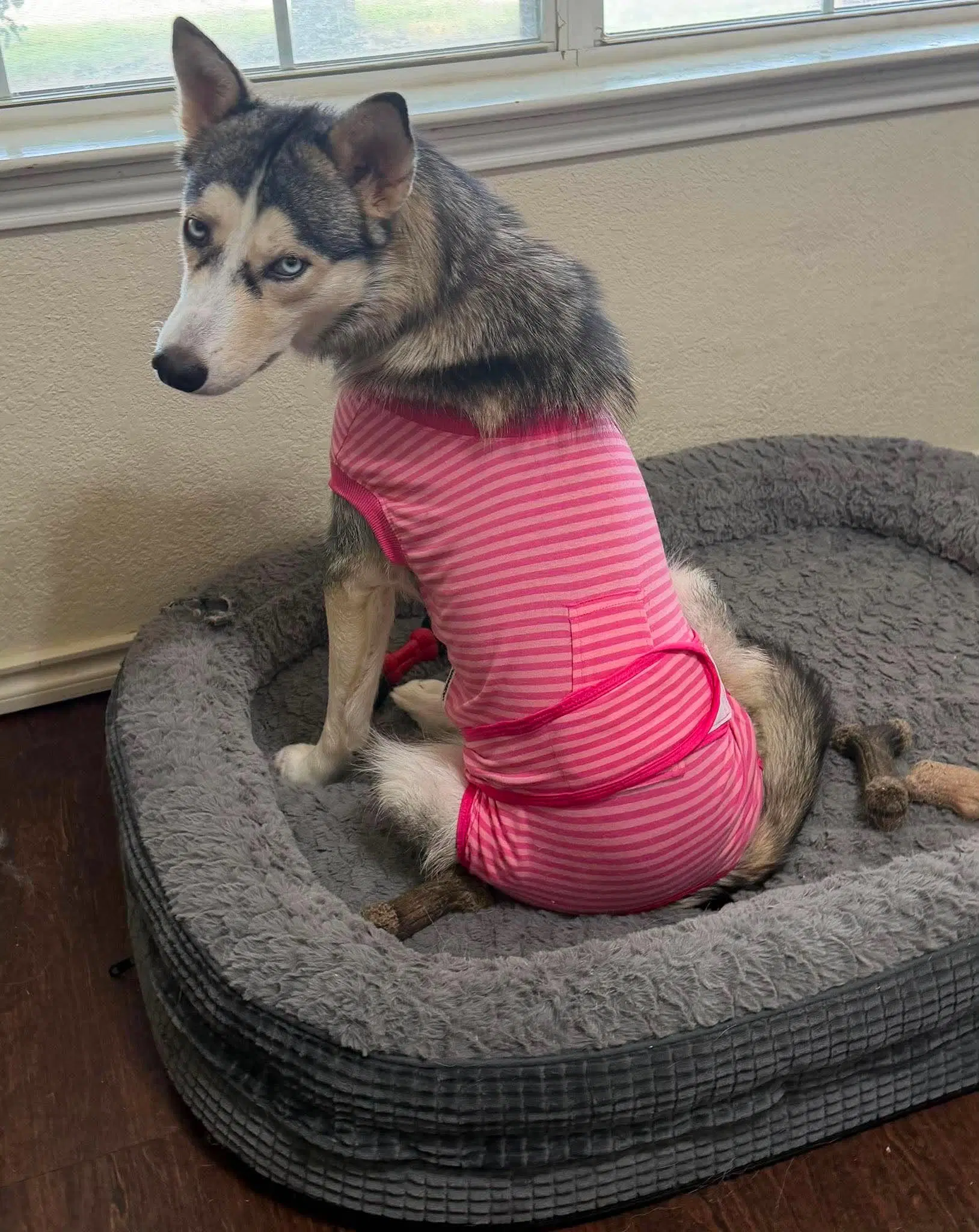 Shiloh image 2