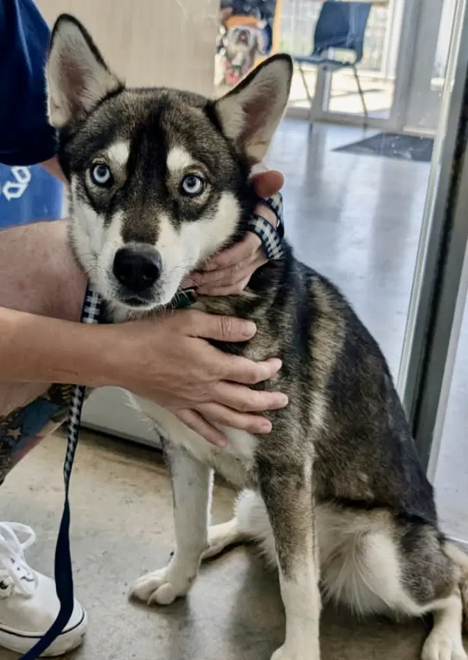 Talia Foster Needed - Siberian Husky