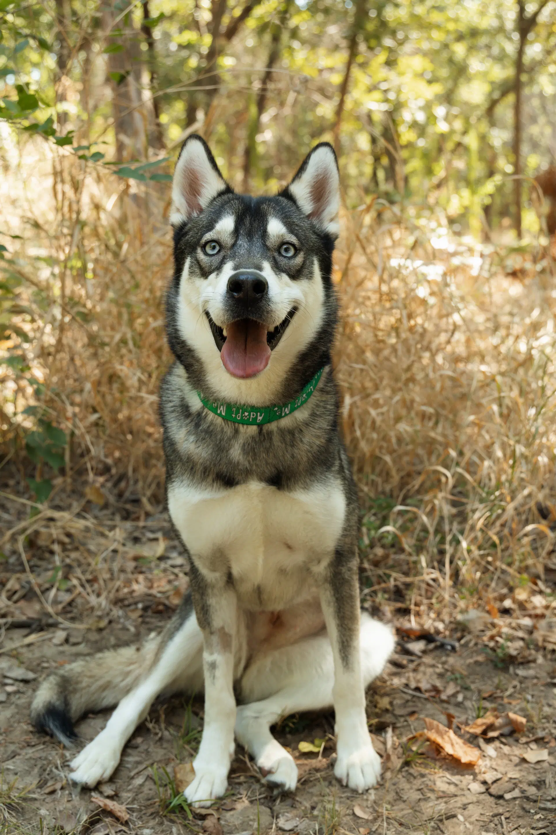 Talia Foster Needed - Siberian Husky