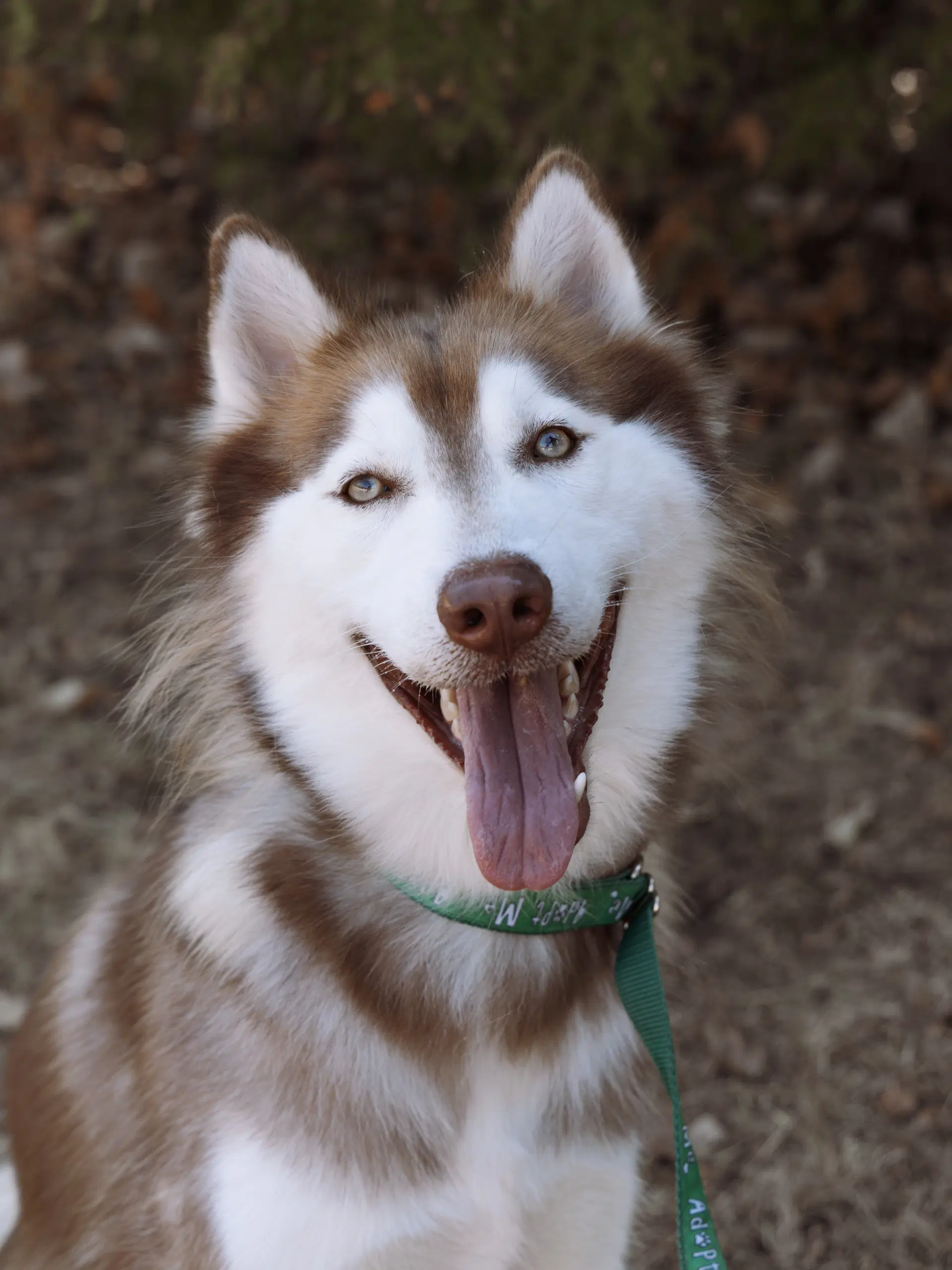Willem Foster Needed - Siberian Husky