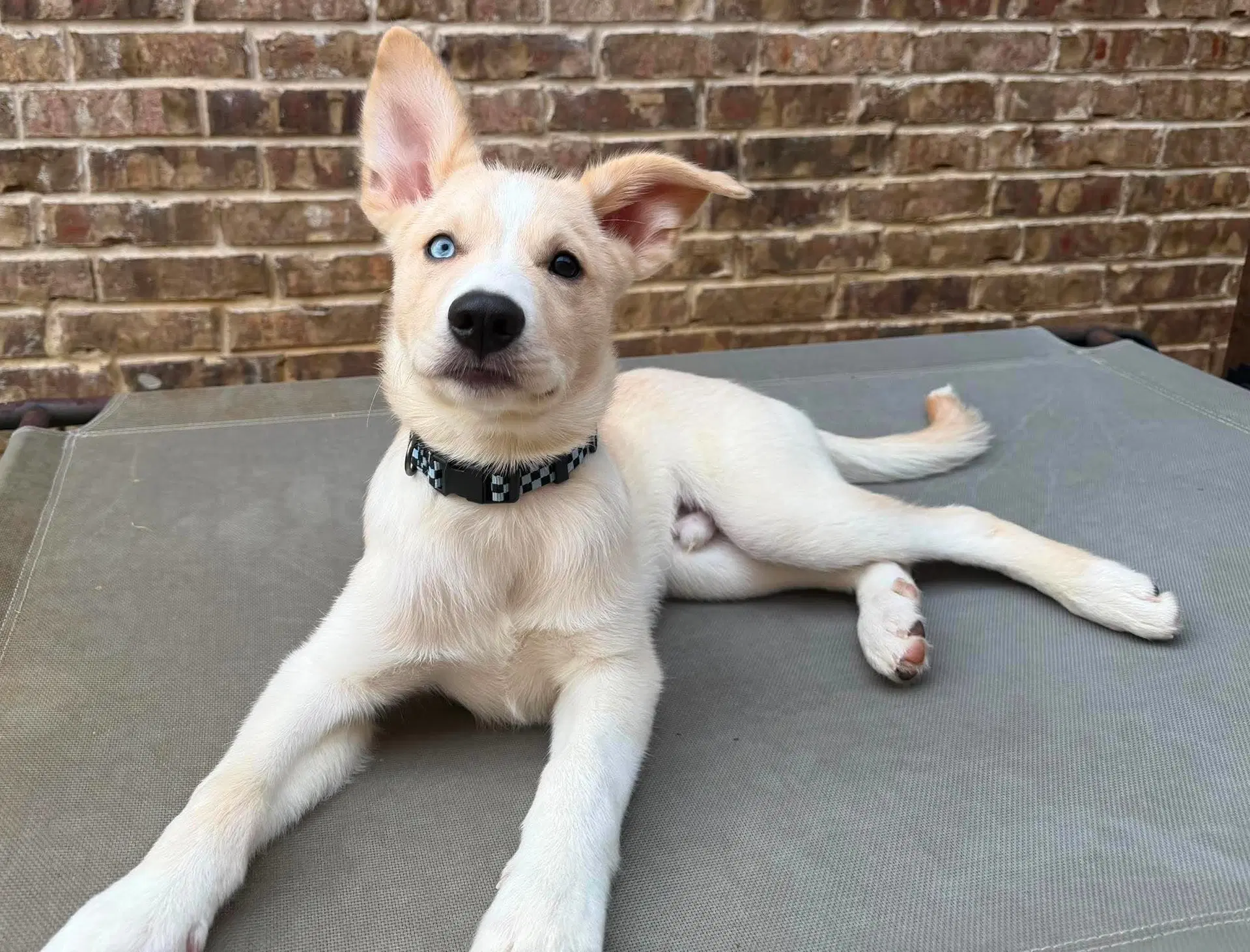 Murphy - Siberian Husky