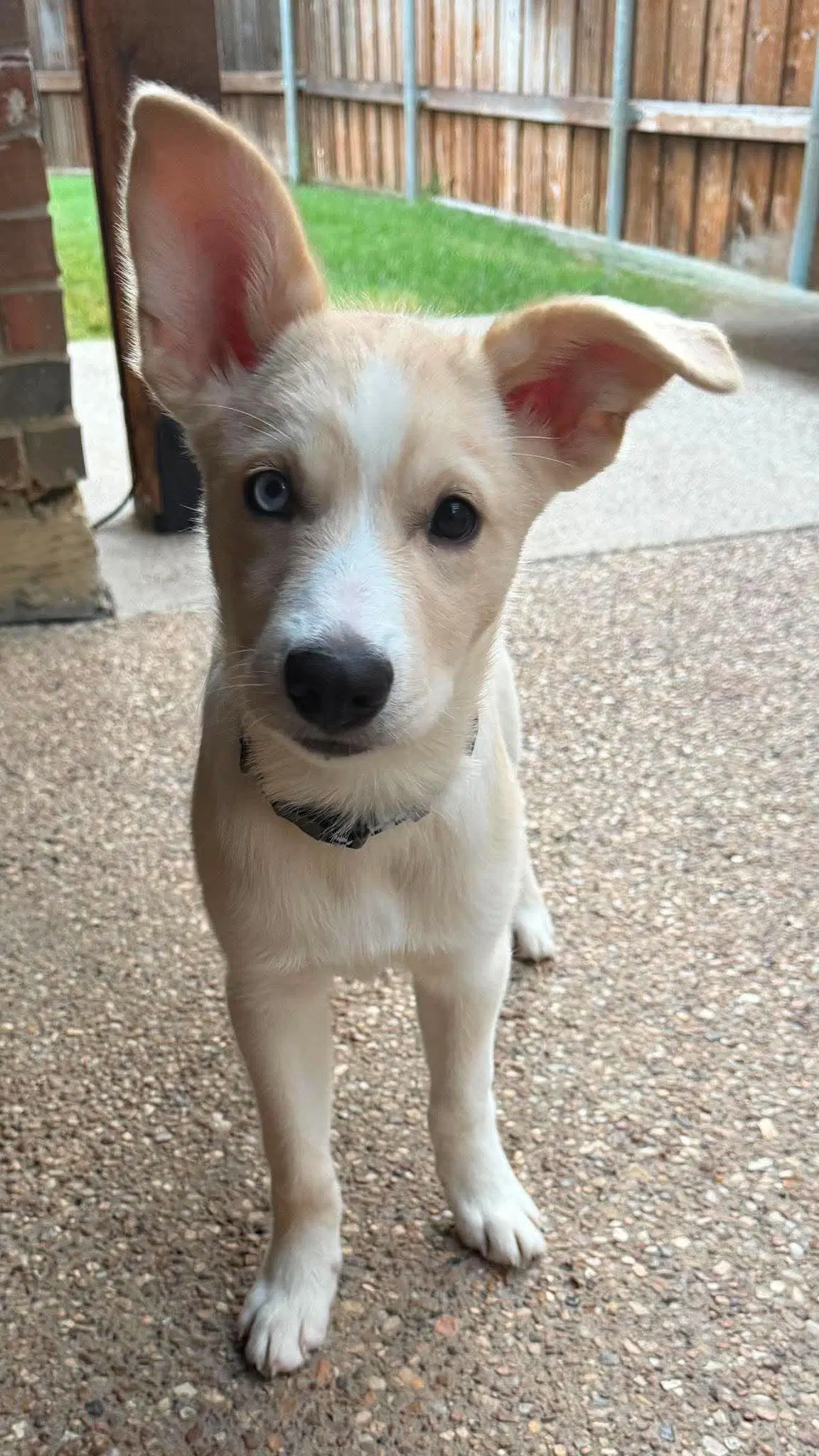 Murphy image 2