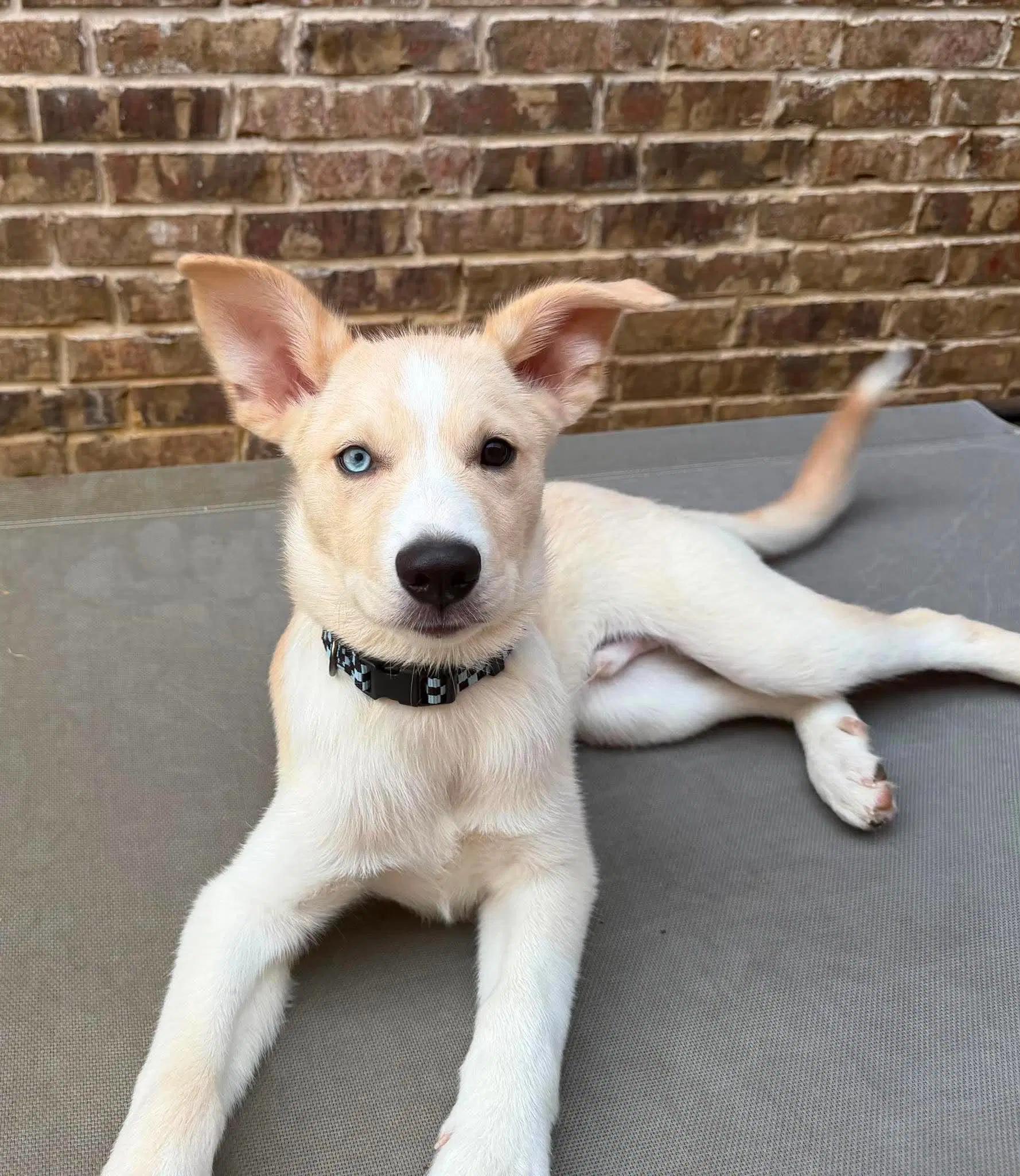 Murphy image 3