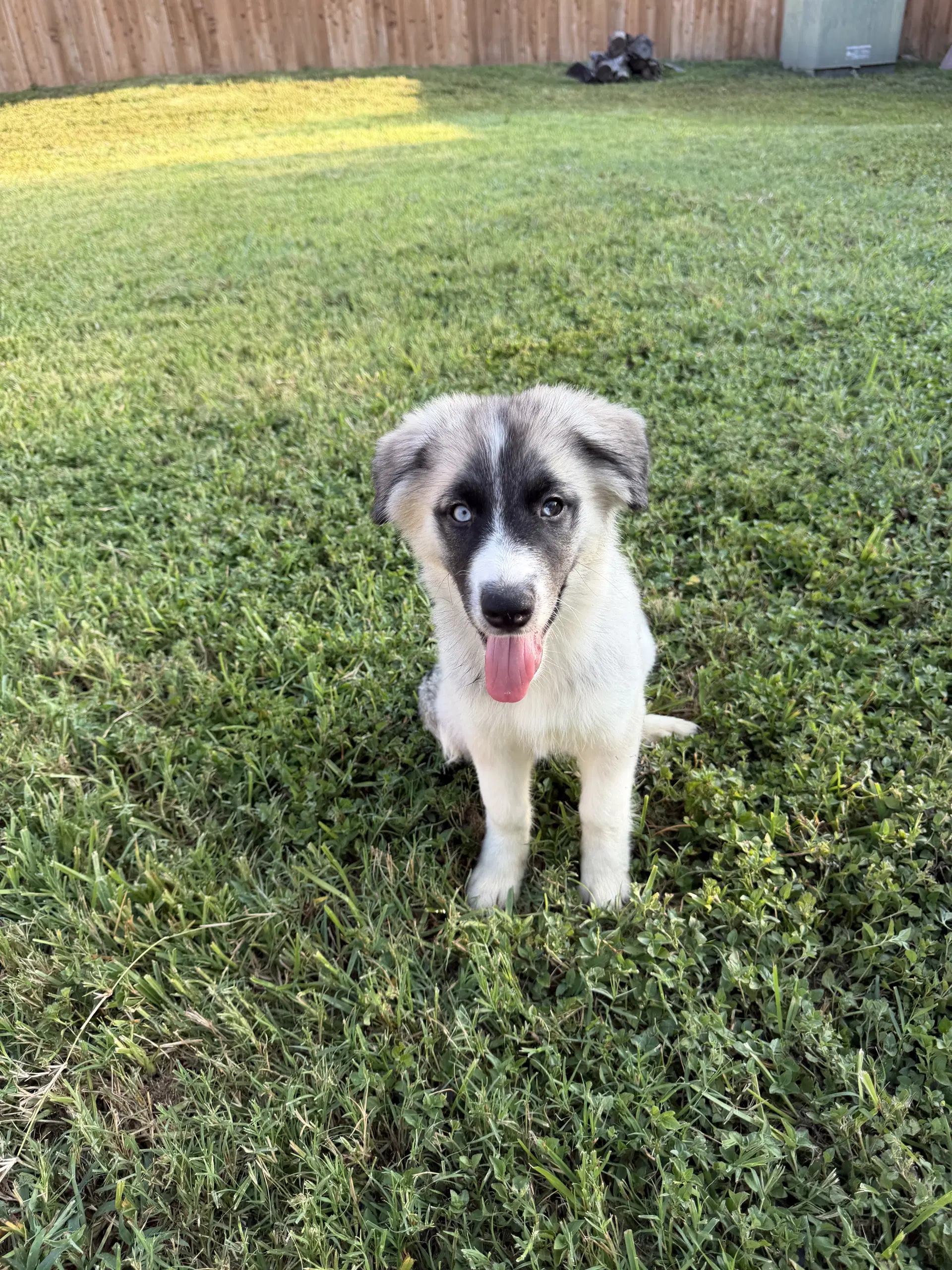 Mabel - Siberian Husky