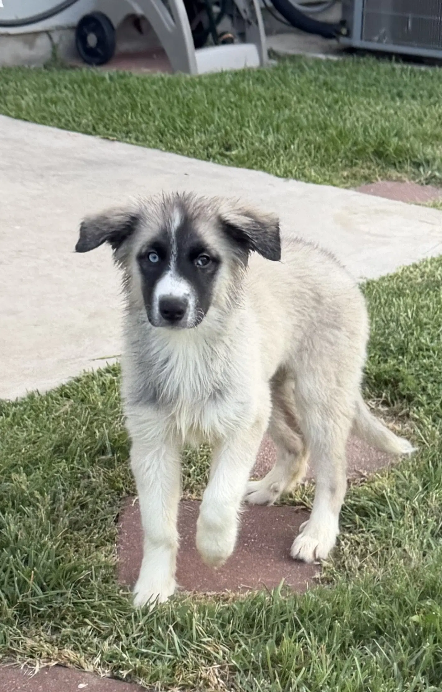 Mabel image 2