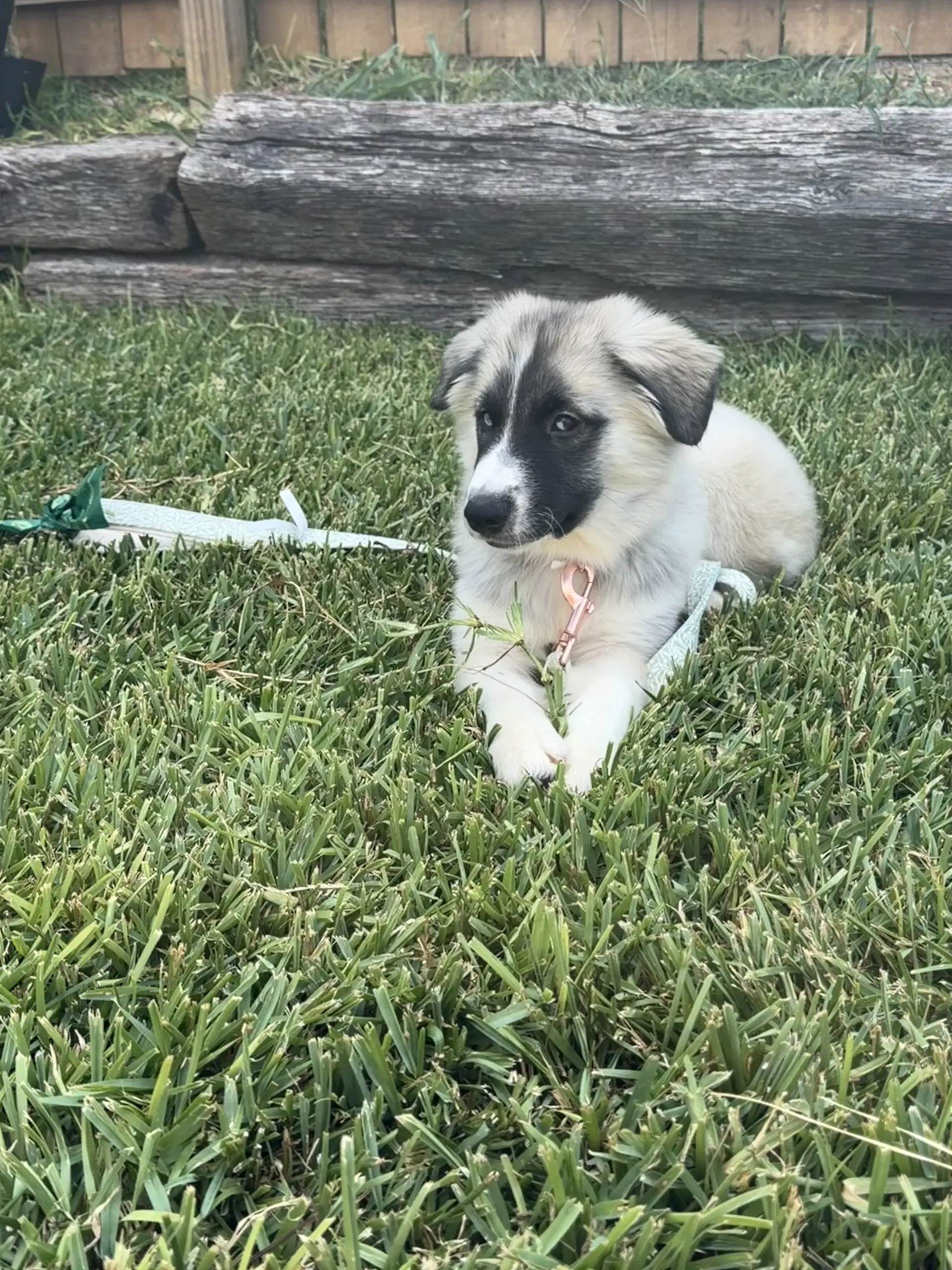 Mabel image 3