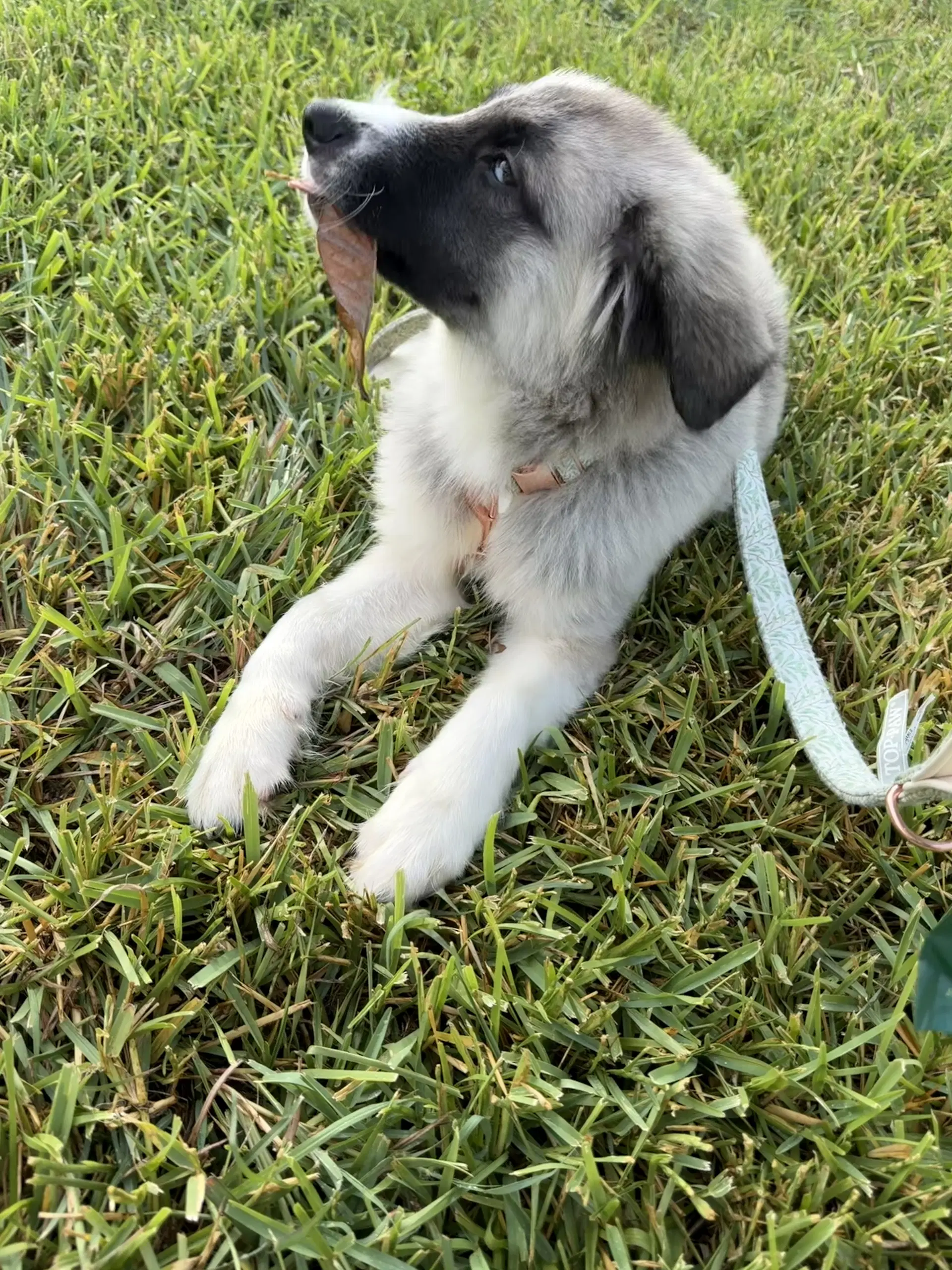 Mabel image 4