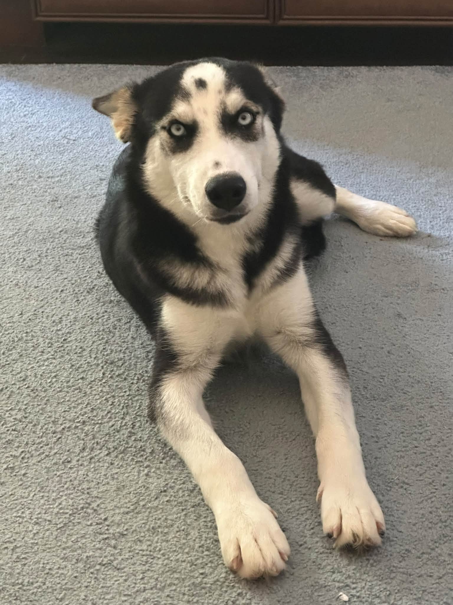 Bree, Siberian Husky