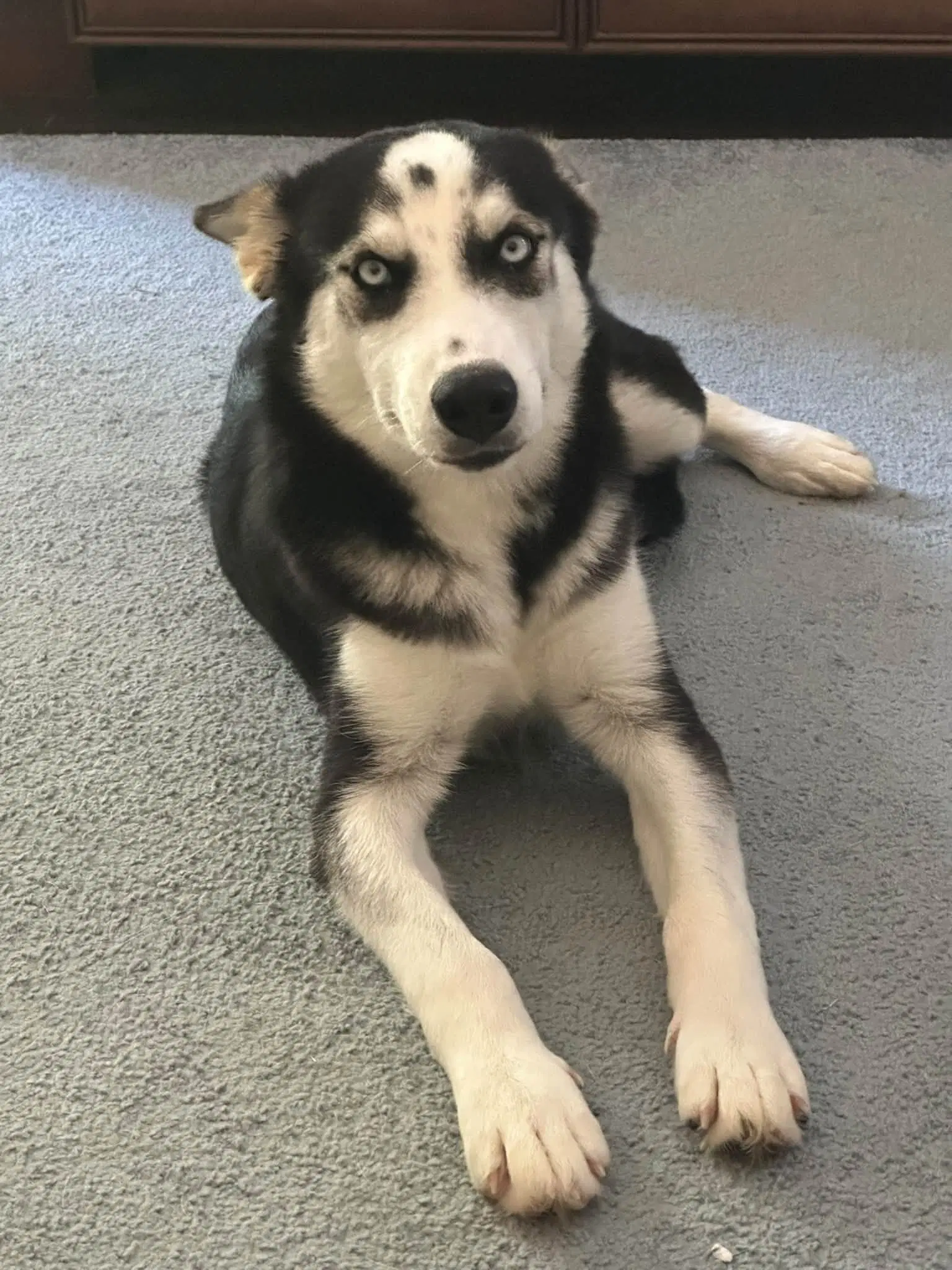 Bree - Siberian Husky