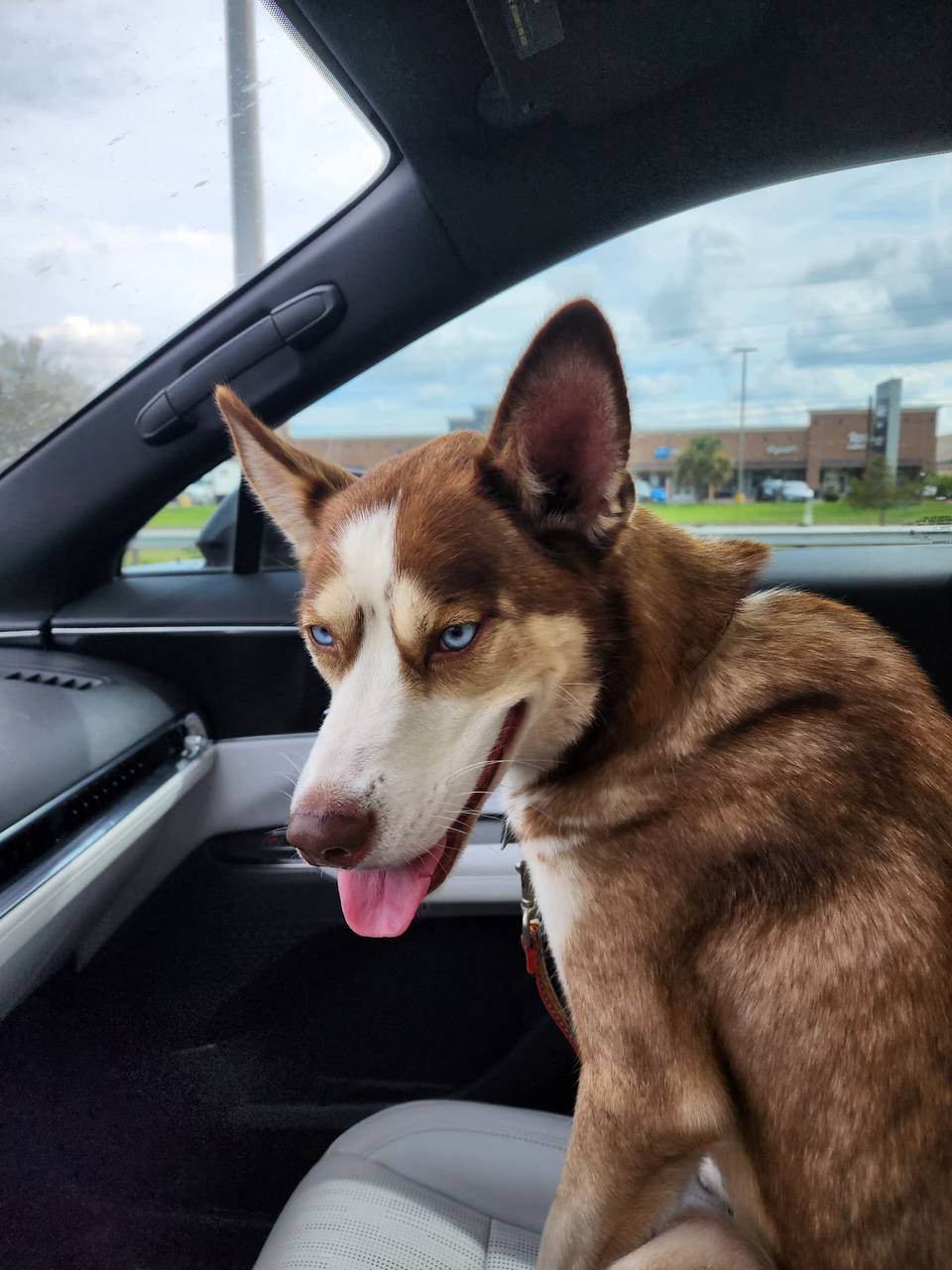 Zorro, Siberian Husky