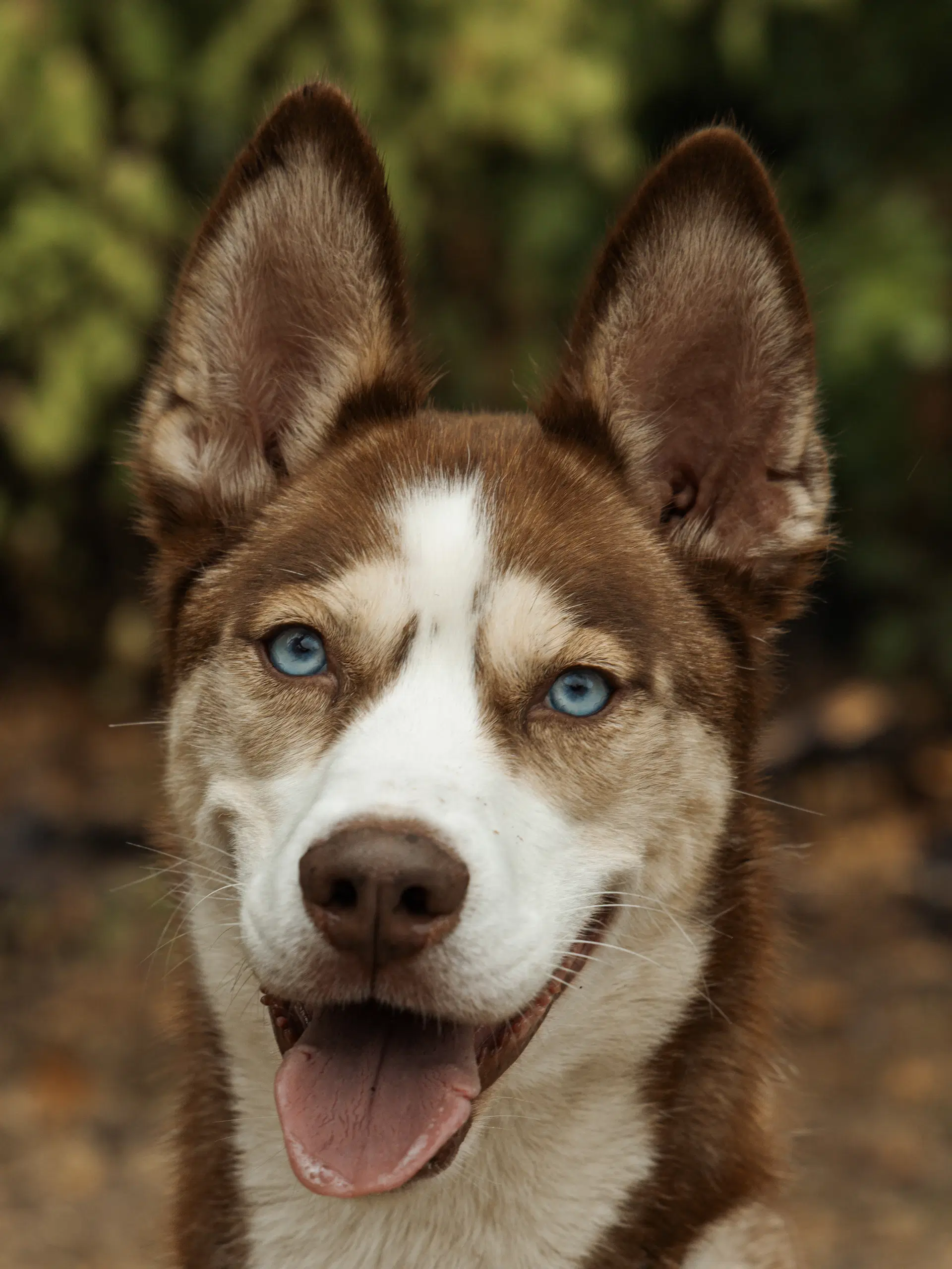 Zorro - Siberian Husky