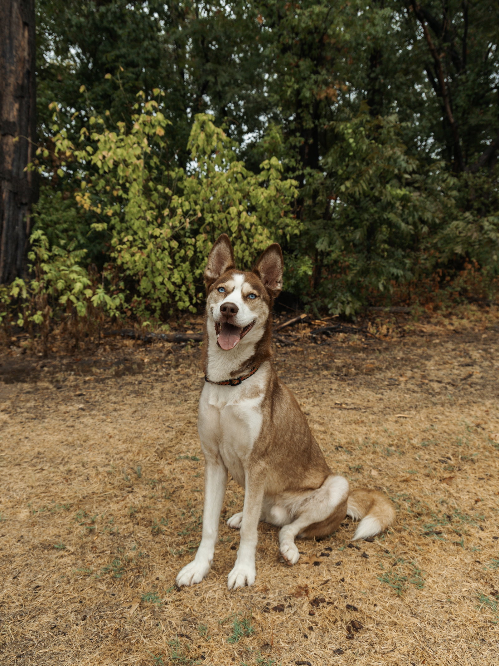 Zorro, photo 4