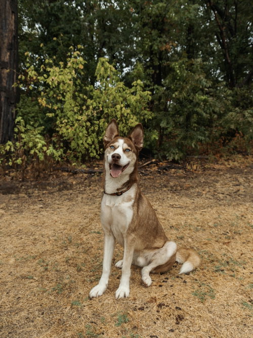 Photo 4 of Zorro