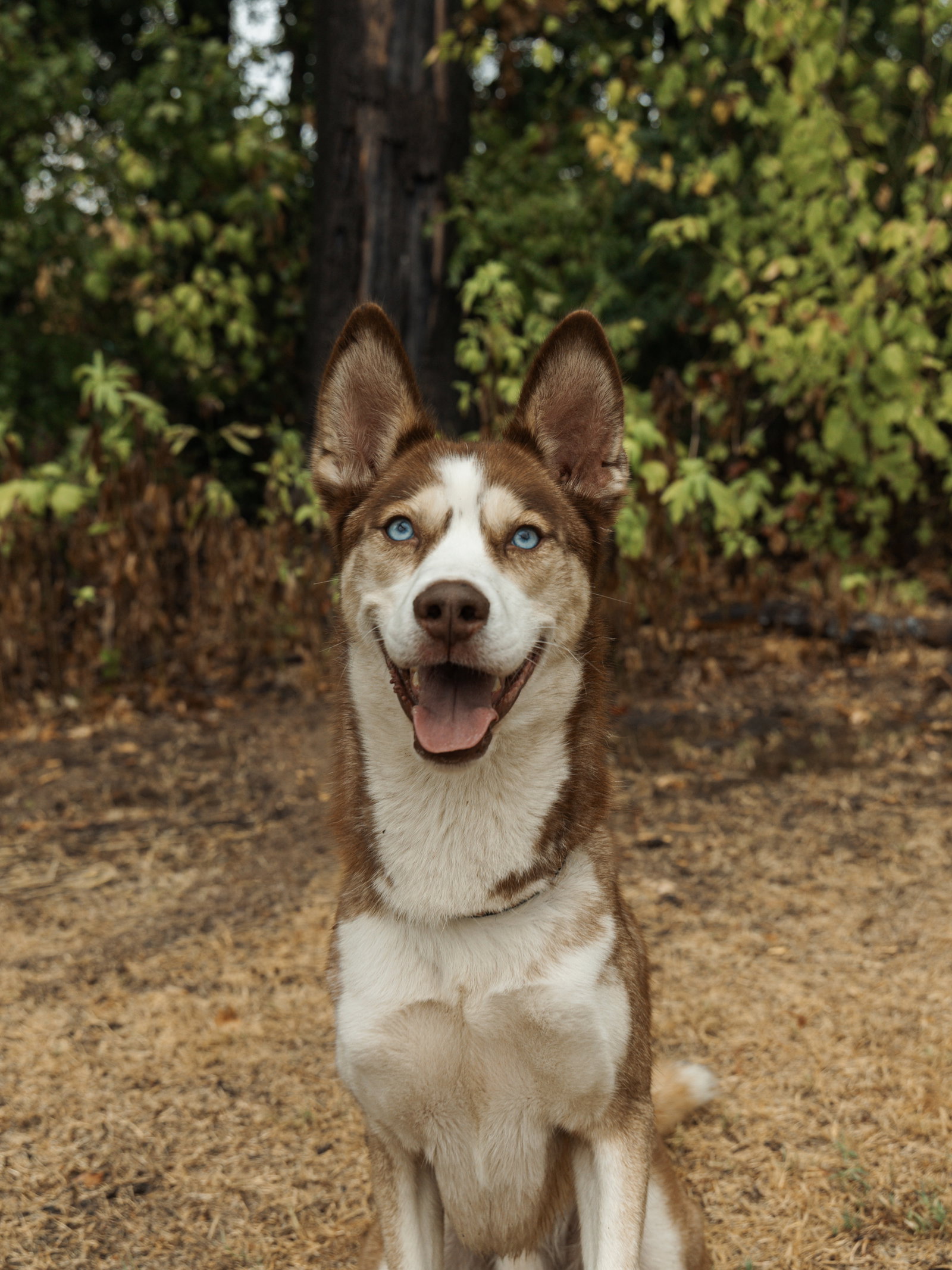Zorro, photo 2