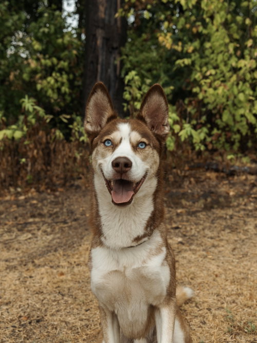 Photo 2 of Zorro