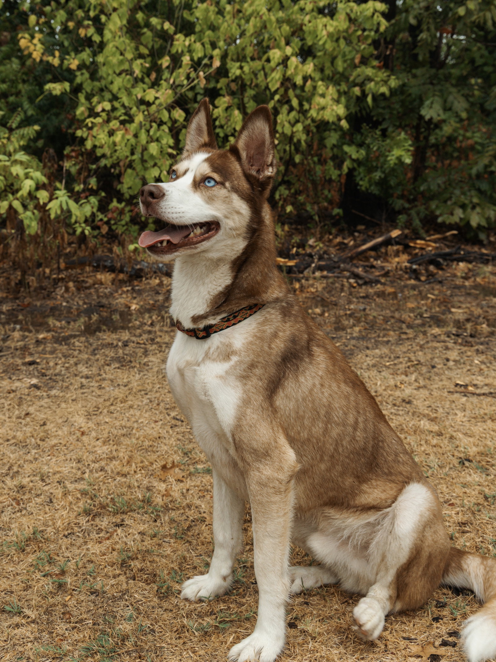 Zorro, photo 3