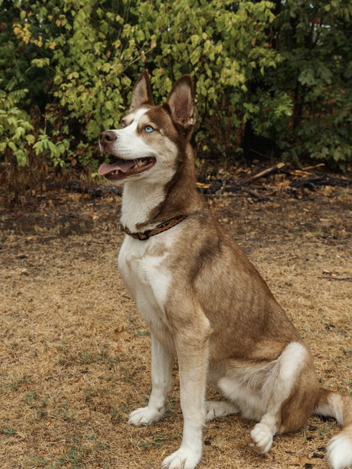 Photo 3 of Zorro