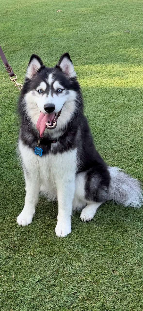 Luna Moon *Coming Soon*, Siberian Husky