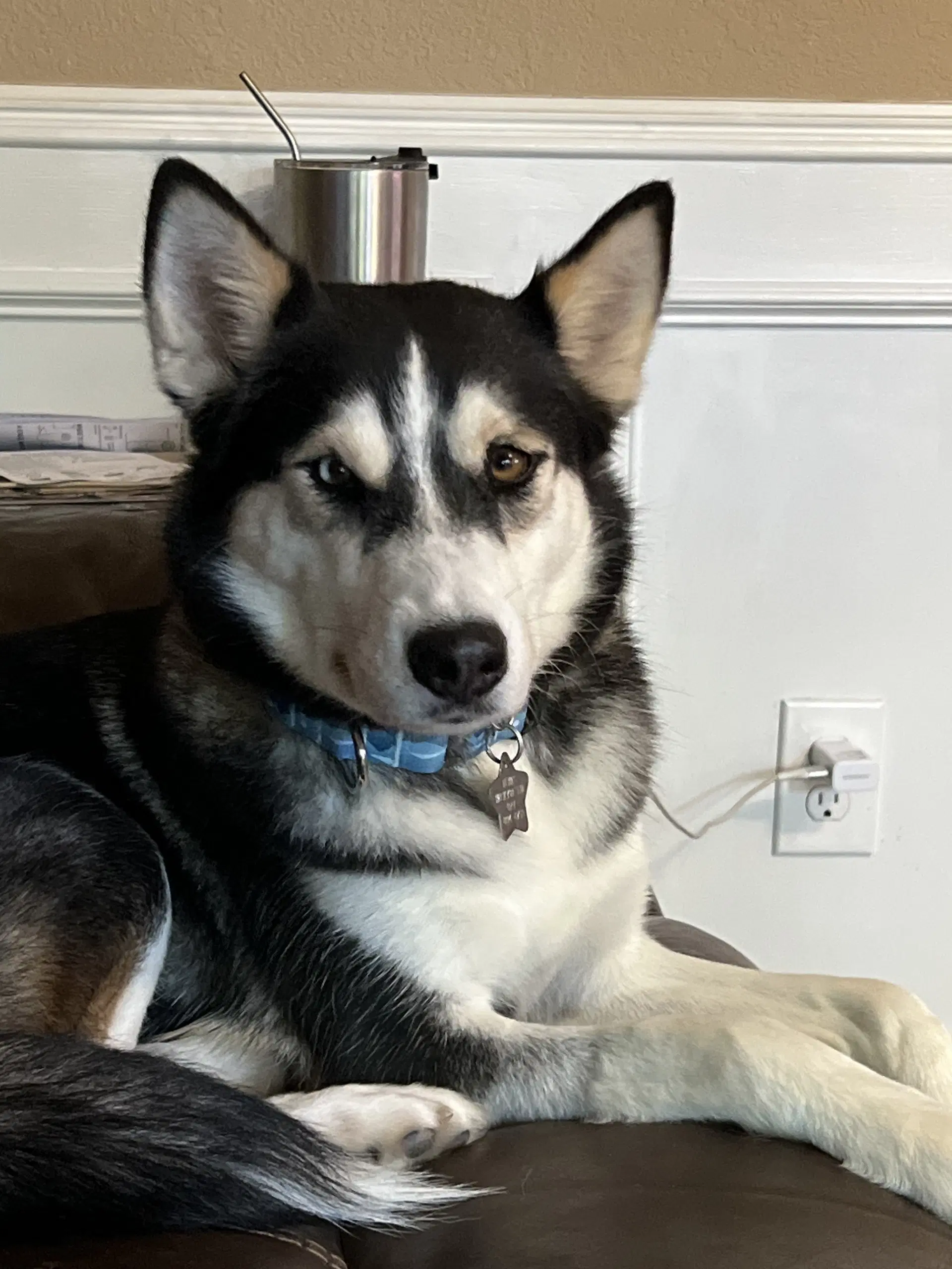 Maxine - Siberian Husky