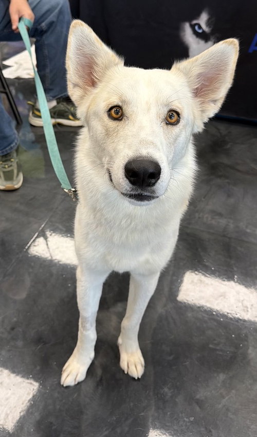 Diesel, a dog for adoption from Texas Husky Rescue, Inc.