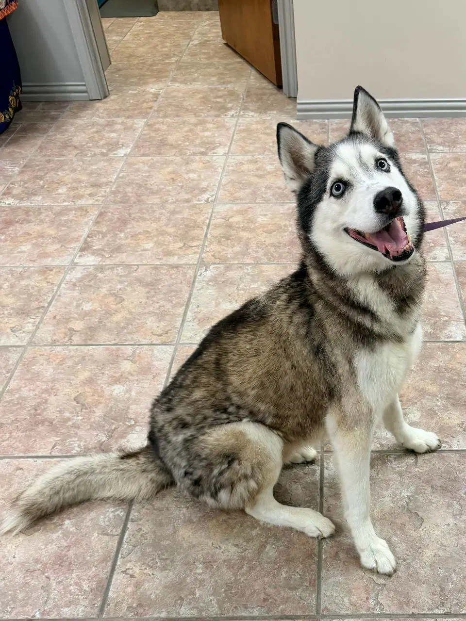 Goose Foster Needed - Siberian Husky