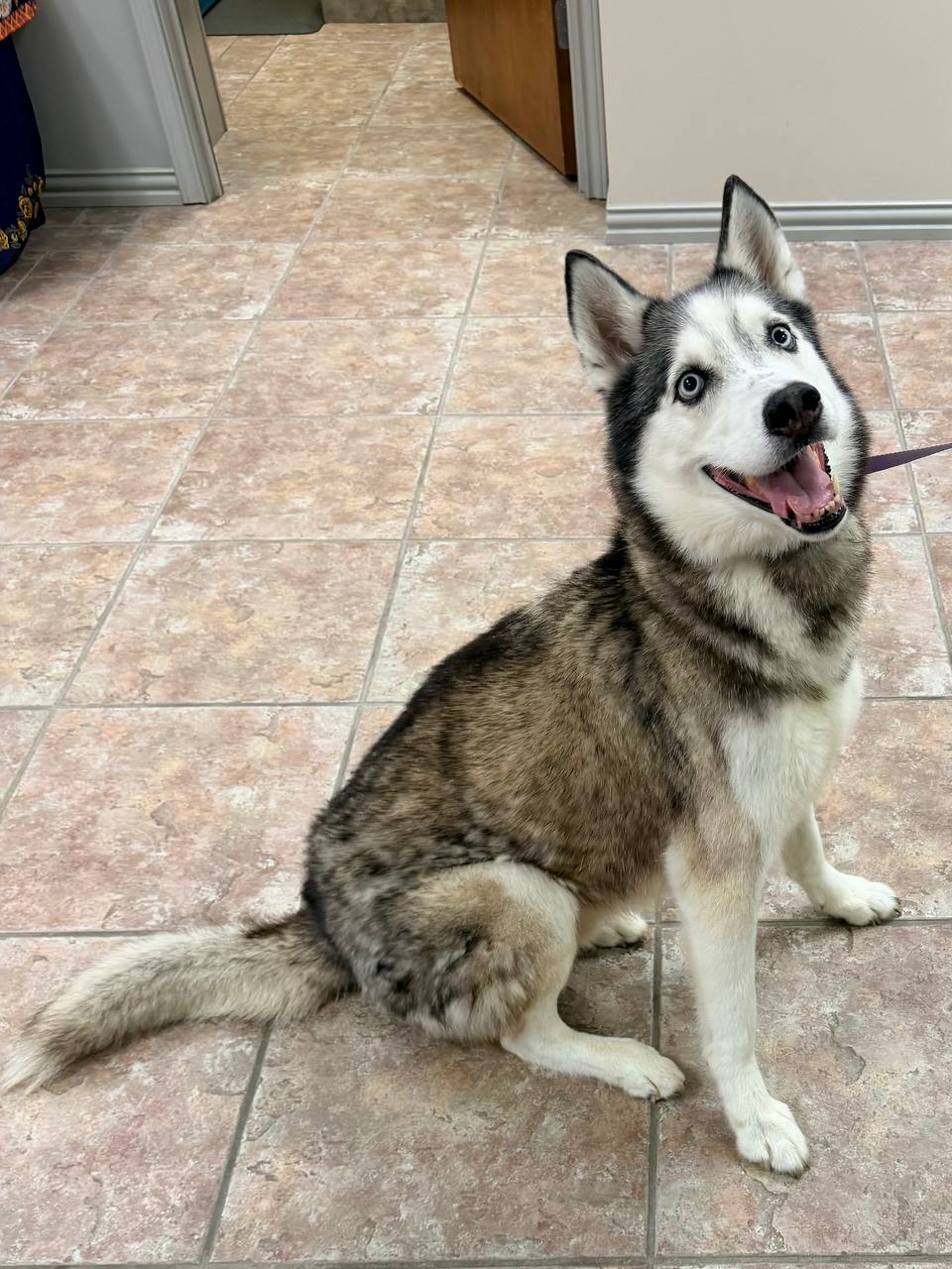 Goose Foster Needed