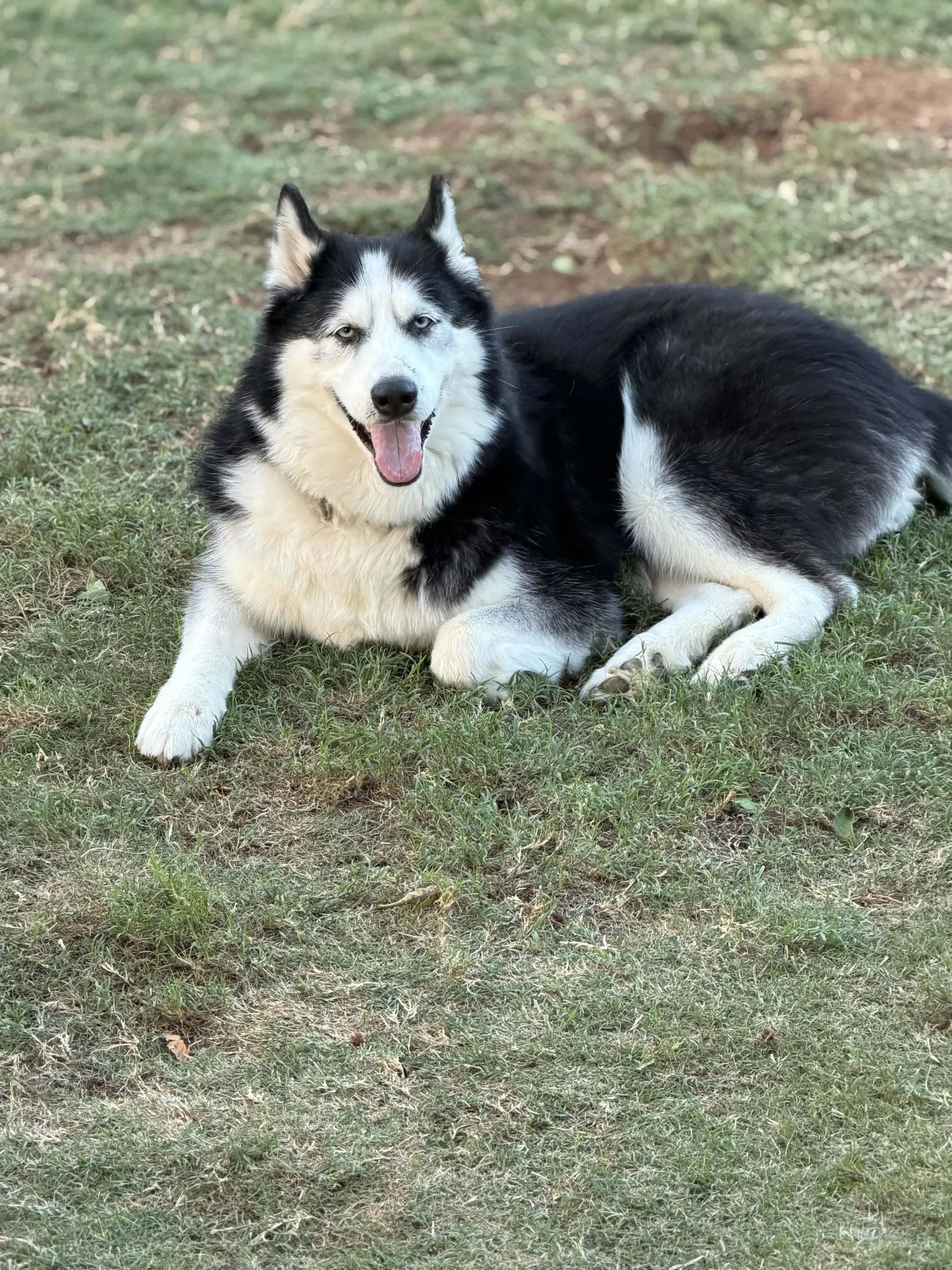 Hatti - Siberian Husky