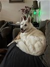adoptable Dog in carrollton, TX named Yeti