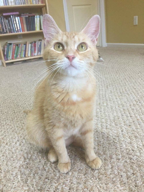 MARMALADE