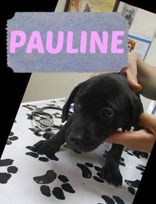PAULINE