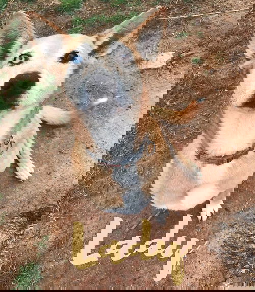 LADY