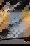 APRICOT