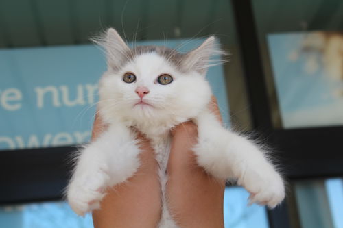 MARSHMALLOW