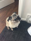 LOLA