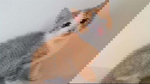 ELI